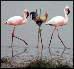 Flamands.jpg