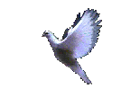 colombe2.gif