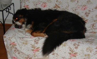DSCF0002_1.jpg (129.13 Kio) Vu 4009 fois La dure condition de chien chez nous