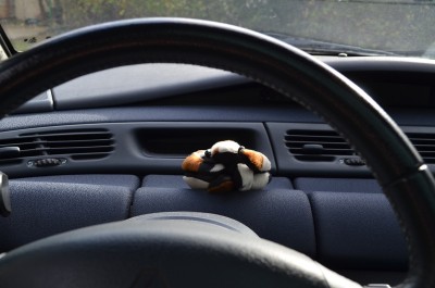 Kermit_4.JPG (24.79 Kio) Vu 6856 fois Elle me surveille quand je conduis