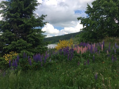 IMG_7065.JPG (340.87 Kio) Vu 2329 fois Y'a pas à dire, c'est joli